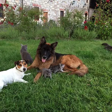 לינה וארוחת בוקר Tenuta Il Galletto